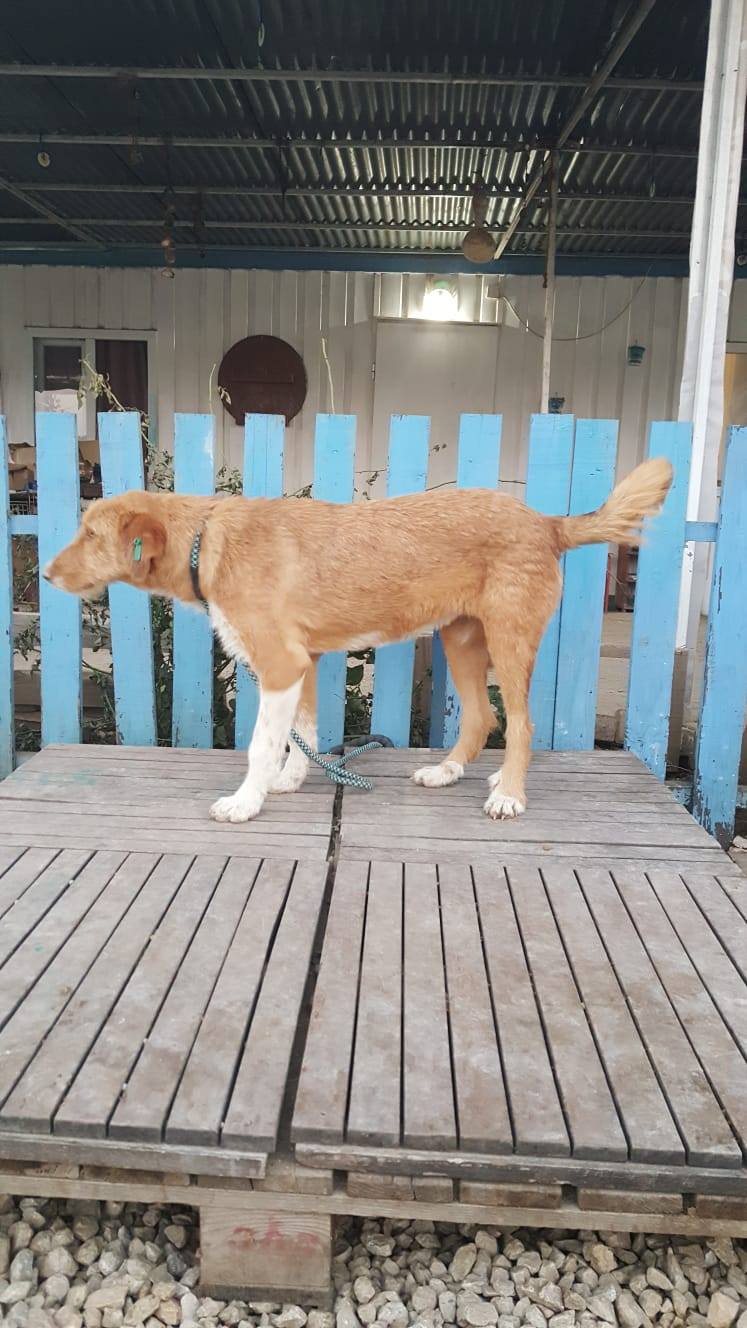 Adeline (fka Clementine)  